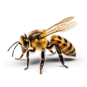 honey bee on transparent background png