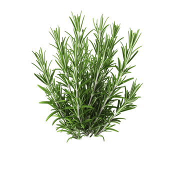 Plant with White Background and Green Sprig of Rosemary AI-Generative png