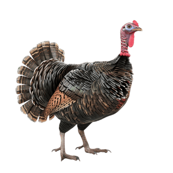 Turkey on transparent background. png