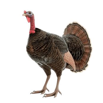 Turkey on transparent background. png