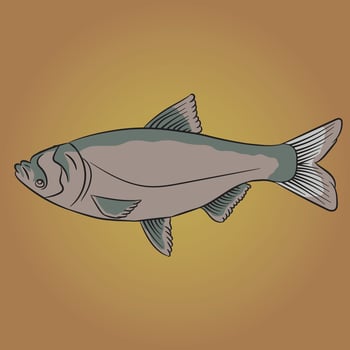 a fish on a brown background with a yellow background vector