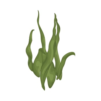 Illustration of seaweed vector