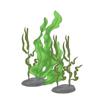 Illustration of seaweed vector