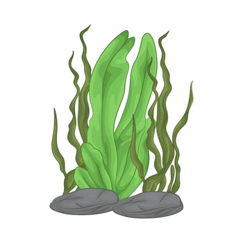Illustration of seaweed vector