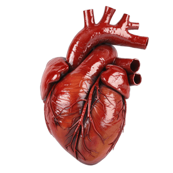 3d render of human heart png
