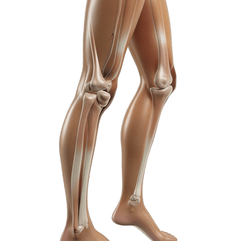 The human leg is shown with the muscles and bones png