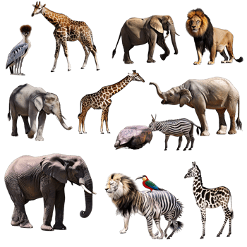 a collection of different animals png