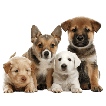 a collection of different animals png