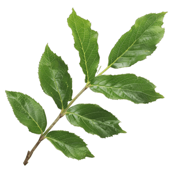 Green tree leaf png