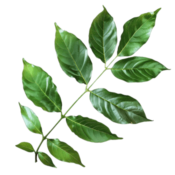 Green tree leaf png