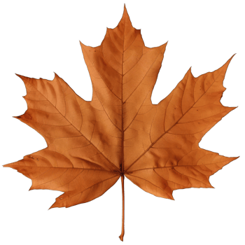 Green tree leaf png