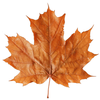 Green tree leaf png
