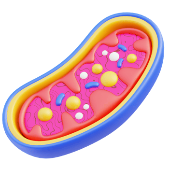 Mitochondria 3d illustration png