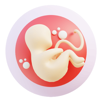 Embryo 3d illustration png
