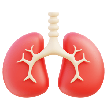 Lung 3d illustration png