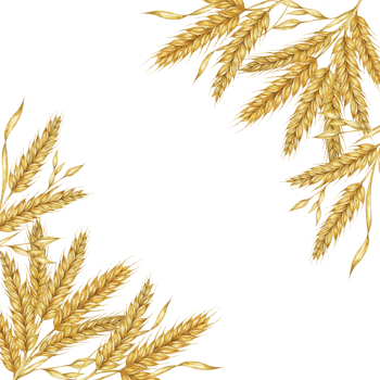 Wheat ears square frame. Barley stalks watercolor design for bread packaging, bakery branding. Rustic clipart for barn wedding invitations, autumn harvest festival, Thanksgiving, Shavuot celebration png