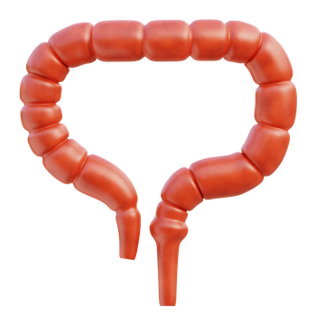 Large Intestine 3d illustration png