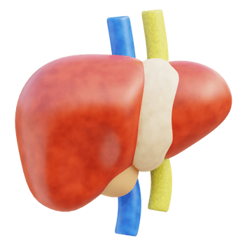 Liver 3d illustration png