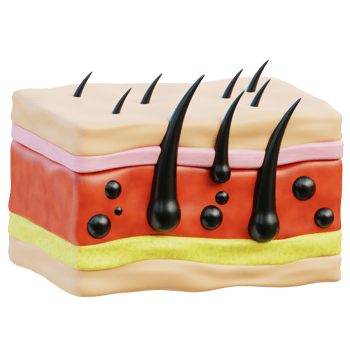 Skin 3d illustration png