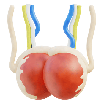 Testicles 3d illustration png