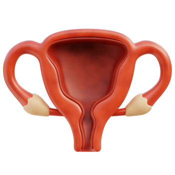 Uterus 3d illustration png