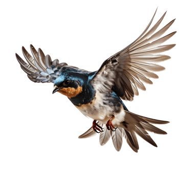 Swallows bird . Martins bird . Saw-wings bird isolated. Swallows bird flying with wings spread png