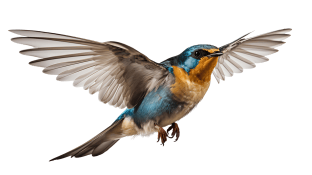 Swallows bird . Martins bird . Saw-wings bird isolated. Swallows bird flying with wings spread png