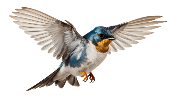 Swallows bird . Martins bird . Saw-wings bird isolated. Swallows bird flying with wings spread png
