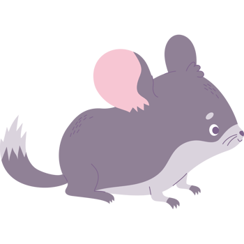 Chinchilla animal cute png