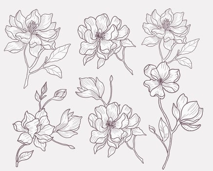 Hand Drawn Magnolia Flower Set vector