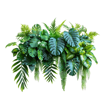 Monstera Palm Rubber Plant on Transparent png