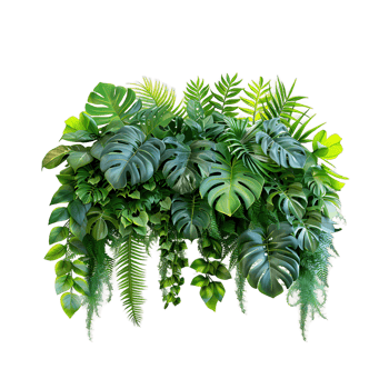 Isolated Tropical Plants on Transparent png