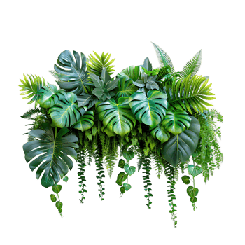 Transparent Background Tropical Plants png