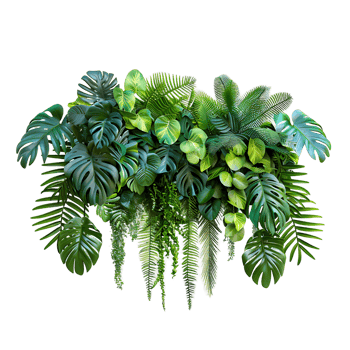 Green Tropical Plants on Transparent png
