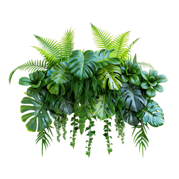 Hanging Plant Bush Isolated png
