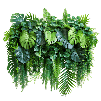 Green Tropical Plant Bush Isolated png