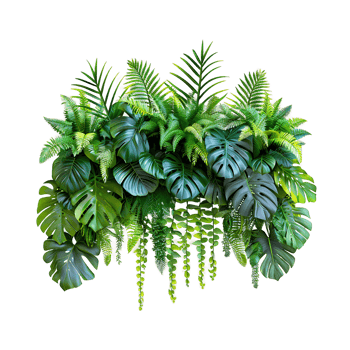 Hanging Monstera and Palm on Transparent png