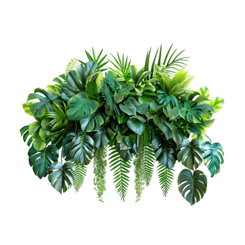 Lush Green Plants on Transparent png