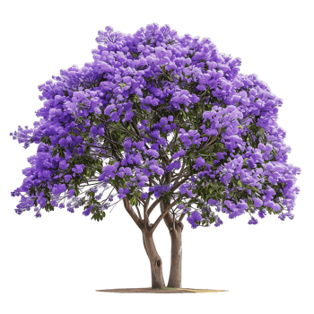 Jacaranda Mimosifolia Isolated on Transparent Background png