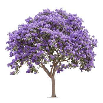 Jacaranda Mimosifolia Isolated on Transparent Background png