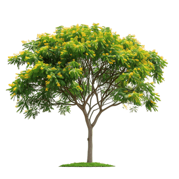 Caesalpinia Ferrea Tree Isolated on Clear Background png