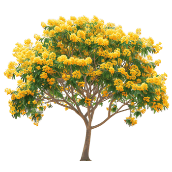 Caesalpinia Ferrea Cutout on Transparent png