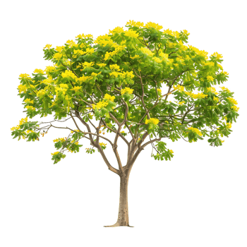 Caesalpinia Ferrea Tree on Transparent Background Cutout png