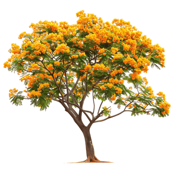 Caesalpinia Ferrea Tree Isolated on Clear Background png
