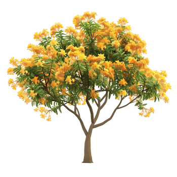 Caesalpinia Ferrea on Clear Background Cutout png