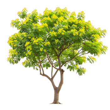 Caesalpinia Ferrea Isolated on Transparent Background png