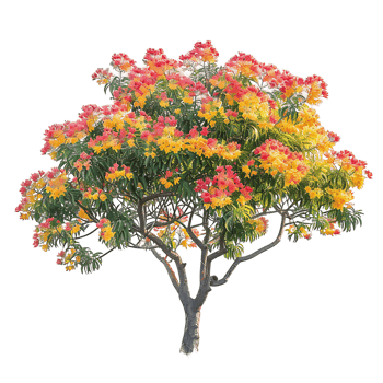 Caesalpinia Ferrea Tree with Transparent Background png
