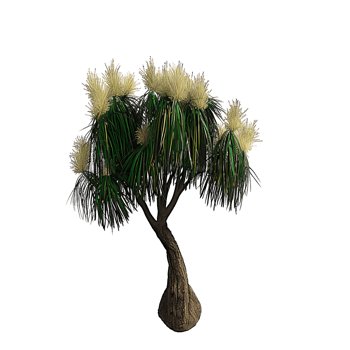 Beaucarnea Recurvata Tree Isolated on Transparent Background png