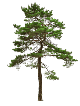 Pinus Monophylla Cutout on Transparent png
