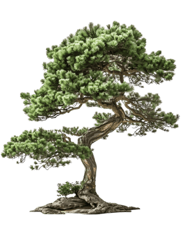 Pinus Monophylla Tree Isolated on Transparent png